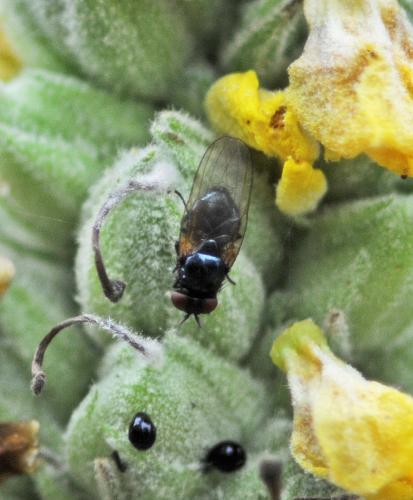 Silba fumosa